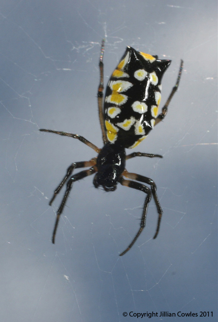Araneidae Micrathena funebris